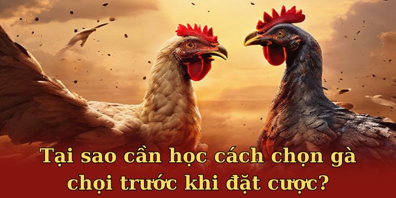 Cách Chọn Gà Chọi Máu Chiến Chuẩn Nhất Từ Chuyên Gia J88 1 Tại sao cần học cách chọn gà chọi trước khi đặt cược?