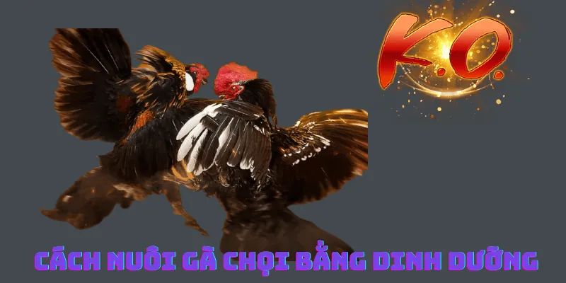 Cách Nuôi Gà Chọi - Bỏ Túi Bí Quyết Đặt Cược Thắng Lớn Tại J88 2 Cách nuôi gà chọi hiệu quả bằng cách chú trọng dinh dưỡng
